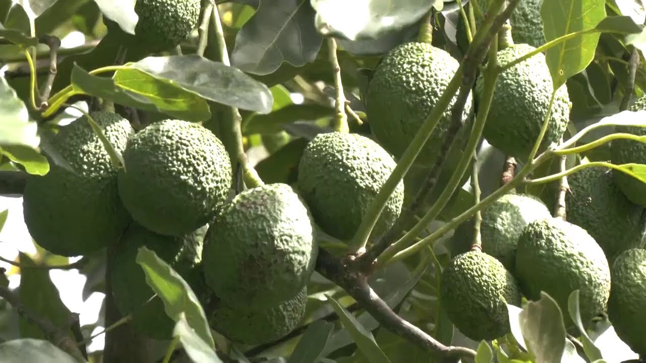 Hechos del Agro - Vivero de aguacate hass