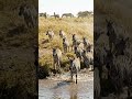 Hunter Chitah 🙂 #ai #youtubeshort #wildlife #forest #river #short #chitah #zebra