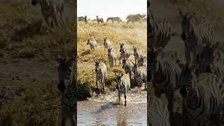 Hunter Chitah 🙂 #ai #youtubeshort #wildlife #forest #river #short #chitah #zebra