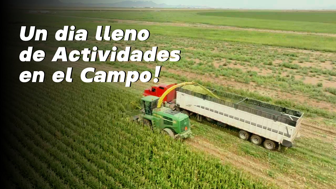 277 TON/HORA Ensilando Maíz - John Deere al Límite en Chihuahua 🚜🌽 #agromenon 