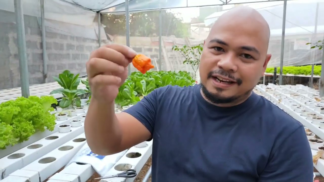 AFTER HARVEST | 200g Lettuce Target | Carolina Reaper Hydroponics | English Language