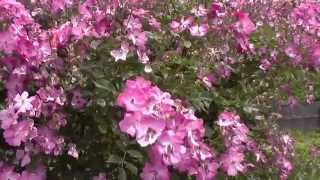 薔薇ラベンダードリーム