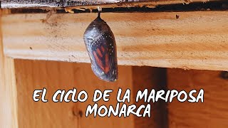 El Ciclo Completo De La Mariposa Monarca