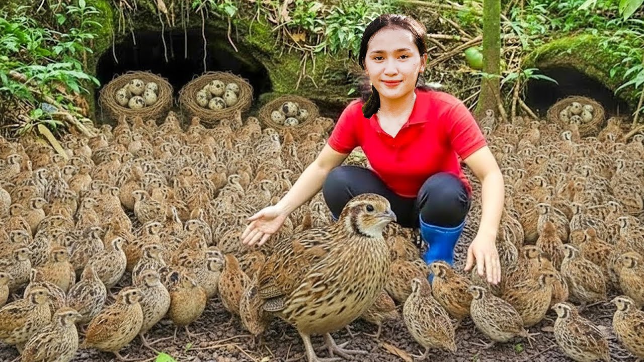 Harvesting Wild Quails by a Forest Stream & Goes Market to Sell – Survival Life