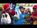 Lalukhet exotic hen and rooster birds market karachi  rare and unique parrots and birds part 1