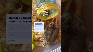 #hamster #pets #memes #cute #animals #hamster #pets #memes #cute #animals