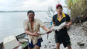 Bắt con cá ngát ở sông sâu - Cậu Năm Vũ - Cù Lao Dung