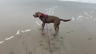 Detailed Satin Diary #2 - Silver Lab Profile