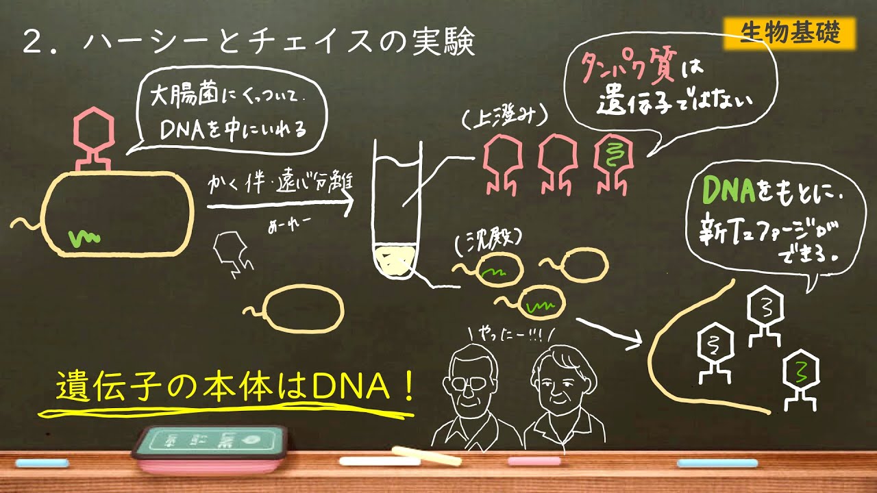 ハーシーとチェイスの実験をわかりやすく　～T2ファージの実験～（生物基礎）