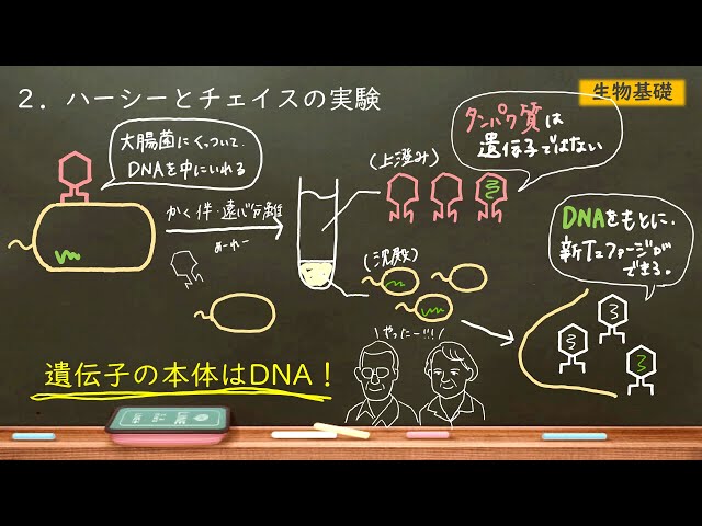 Hershey and Chase's Experiment Made Easy - T2 Phage Experiment