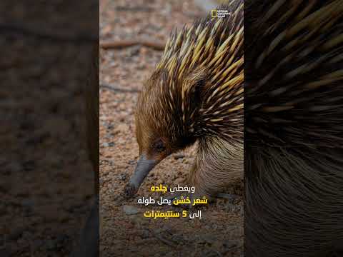 الإيكيدنا الثديي الذي يبيض
