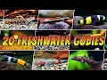 20 different freshwater gobies for your aquarium  rare  common goby types