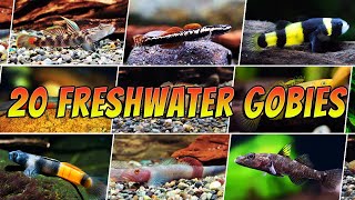 20 Different Freshwater Gobies For Your Aquarium - Rare & Common Goby Types