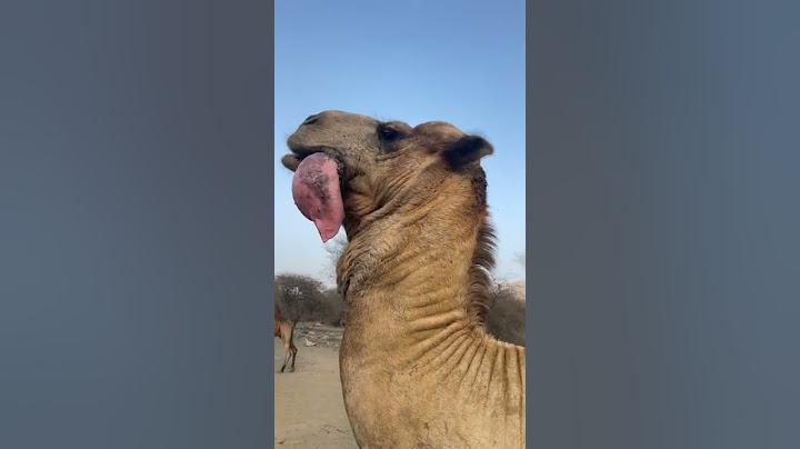 جمل يهدر