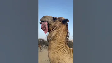 جمل يهدر 