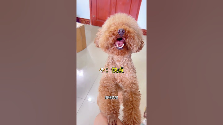 给狗子找对象 #网红狗 #狗子成精了 #动物的迷惑行为 #笑到肚子疼 #创作灵感