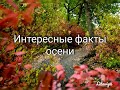 Интересные факты осени