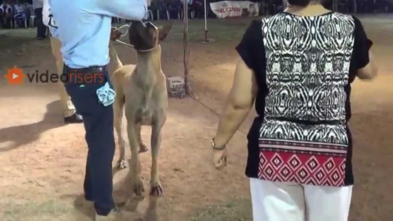 Great Danes Dog Show in Hyderabad 2013 YouTube