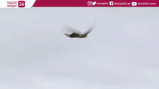 Robot Falcon Puts The Frighteners On Nuisance Birds