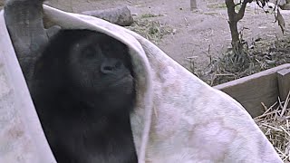 ゲンタロウはメランコリー💗キンタロウはママが抱きっぱなし【京都市動物園】