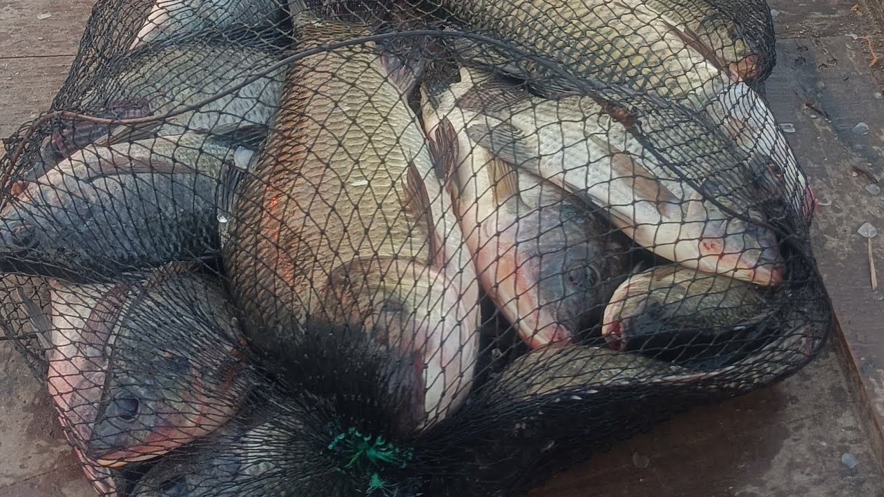 ปลากินจัด ปลานิล ปลายี่สก ปลานวลจันทร์ 