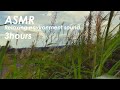 ASMR | 睡眠 | 風の音を堪能する動画 | 3時間 | environment sound