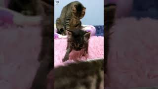 Native Kitty's Love Boost for Newbie Kitten!  Ultimate Energy Charge Moment #shorts