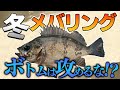 【冬メバリング2023】冬が絶好の時期！寒くても釣りがしたい！