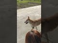 ここ掘れワンワン(撮影者:母)【Dig Here, Woof Woof】 #shorts #柴犬 #縄文柴