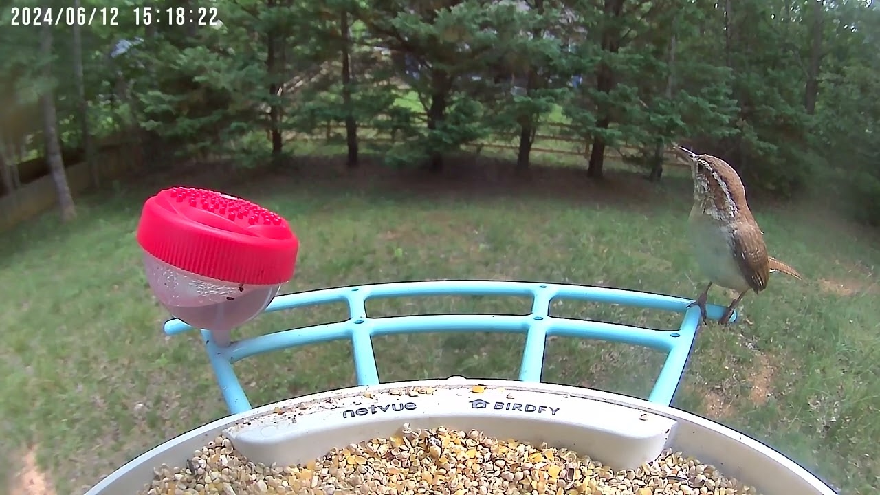 This wren is a statue