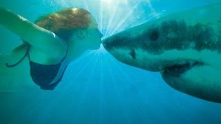 10 Faits Intéressants Sur Les Requins