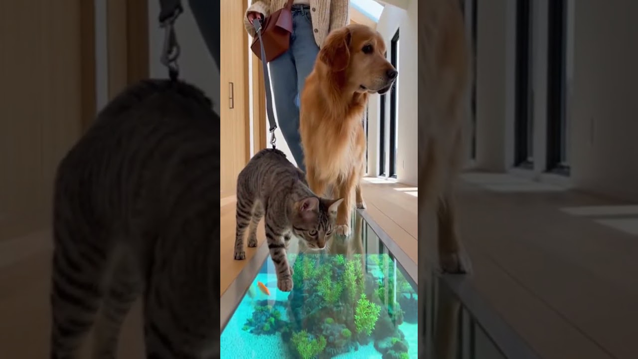 😂🐾🐟300 IQ...0? Cat vs Dog… Who wins the ultimate showdown 