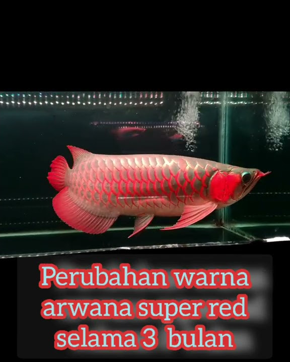 Perubahan warna arwana super red selama 3 bulan | #arwanasuperred