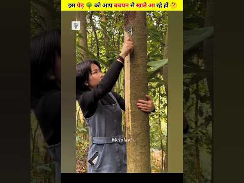 You have been eating this tree since childhood. 😱🤔#shorts #facts #planetearth #short