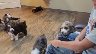 County Fair Treats Aussiedoodles Vet Visit Big Personalities 5 Still Available