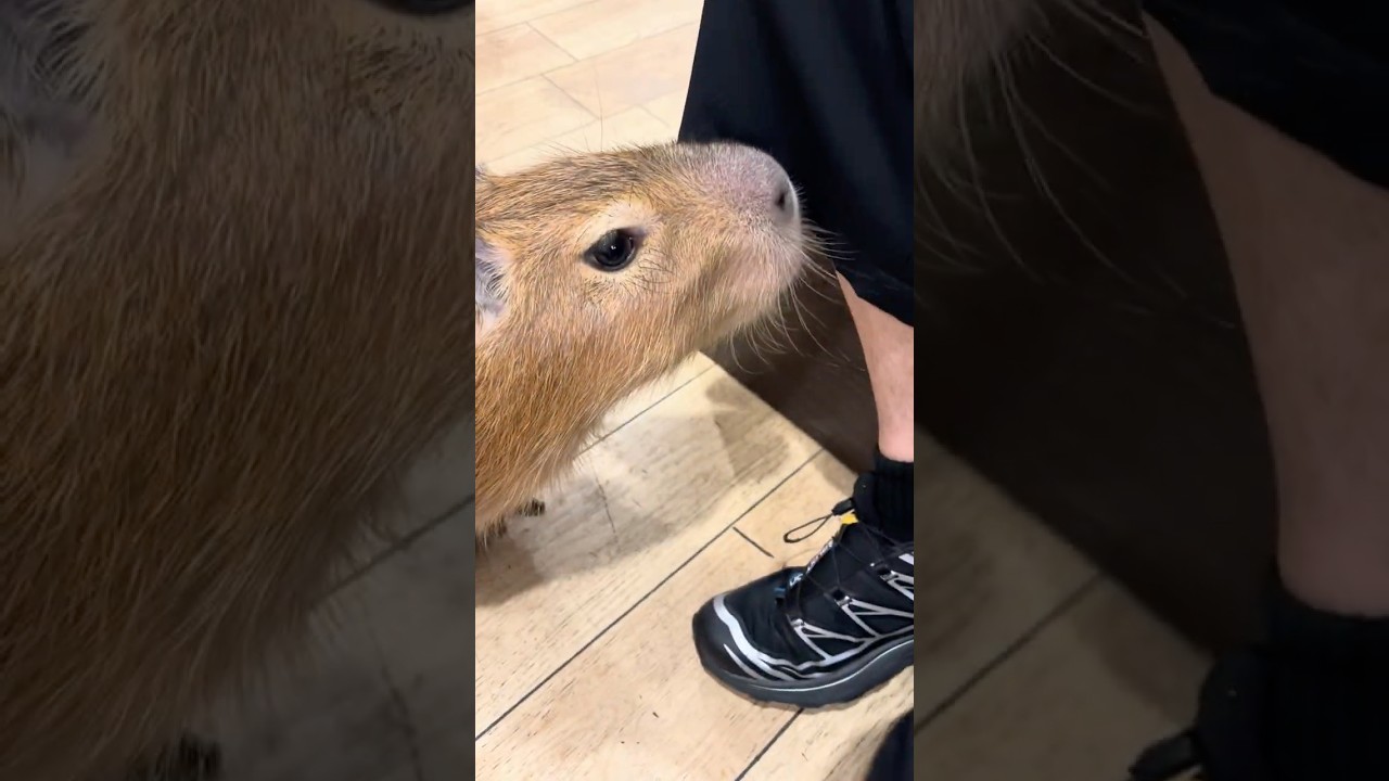 Can't sit still!🐹好奇心旺盛なカピバラ#capybara #カピバラさん