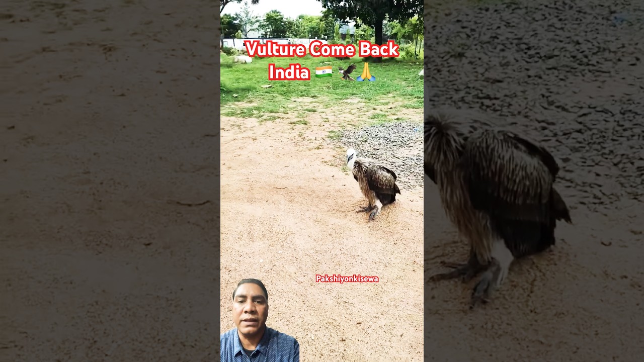 Vulture Come Back India 🇮🇳 🦅🙏: 