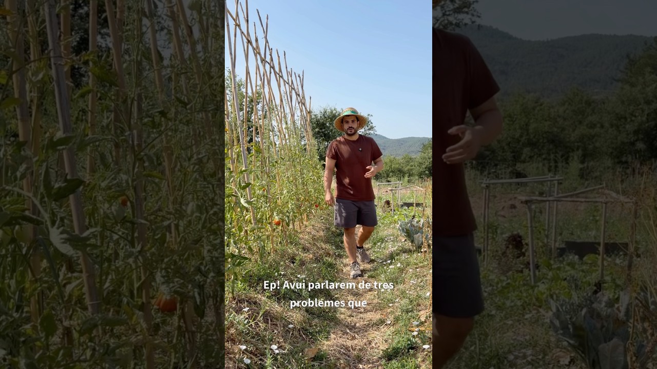 Problemes als tomàquets? #shorts #tomaquet #tomato #hort