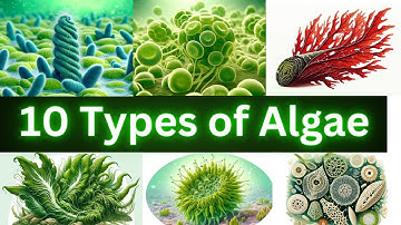 10 Types of Algae You Need to Know About: Nature