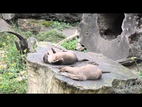 Loutre joue avec une pierre L'ORIGINAL !