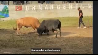 Boyka Fi̇nal Derekapi 2024