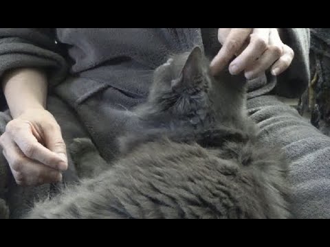 ASMR RELAJANTE SPA PARA GATOS