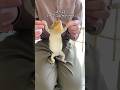 フトアゴヒゲトカゲの可愛いさがわかる解説#shorts #チワワとトカゲの日常