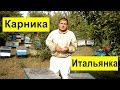 Карника или Итальянка? Итоги сезона породы Карника на пасеке. Купить пчеломатку карника