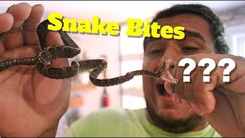 Do Snake Bites Hurt?? How To Avoid Getting Bitten By Your Pet Snake 🐍🐍🐍