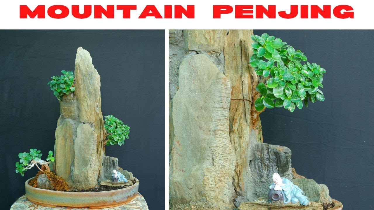 bonsai penny Exquisite Assortment of Bonsai Trees with Ceramic Pot - Miniature Trees main image 1