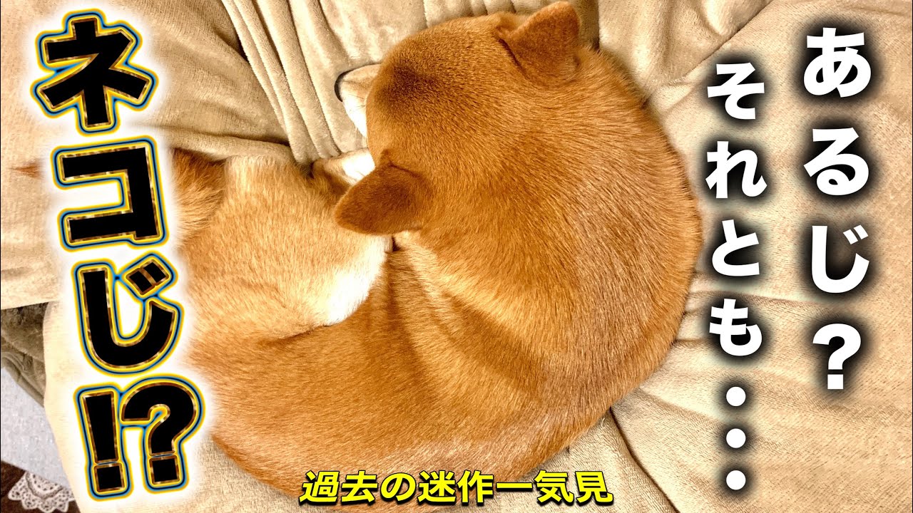 柴犬こむぎと猫になりかけた40代男性のお話【一気見まとめ】