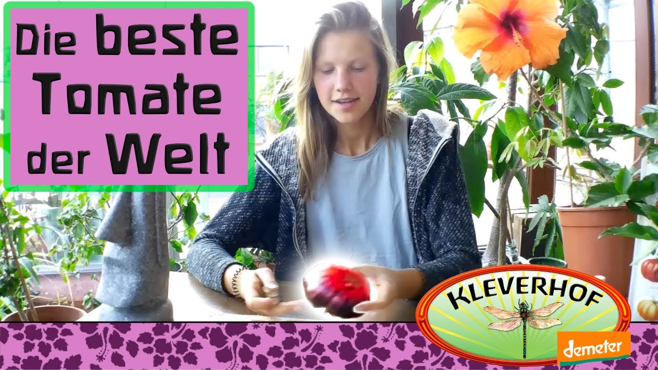 Beste Tomate Der Welt