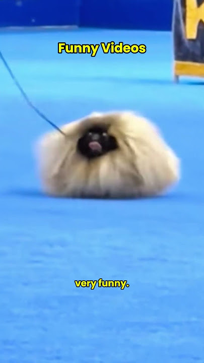Cute shaggy dog  #animals #pet #funnyshorts #pet  #petlovers #shaggydog #dogs