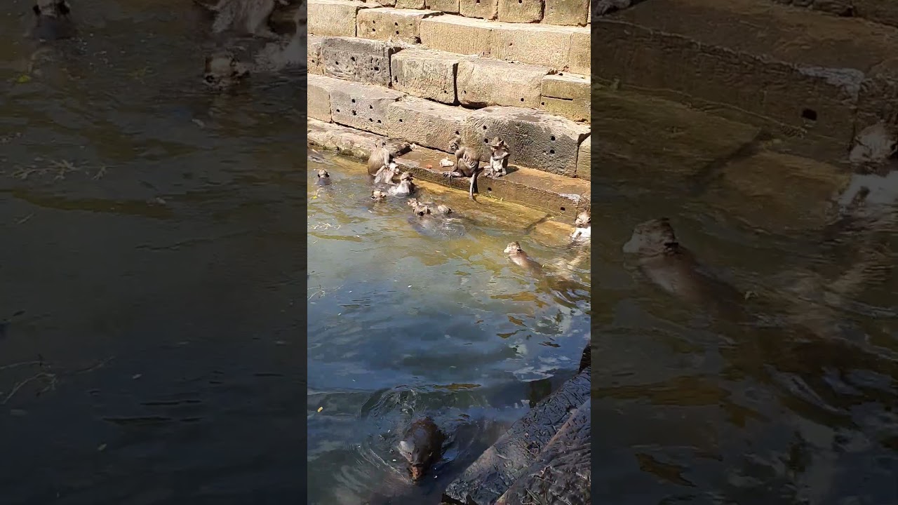 Amber monkey group taking bath and playing in pool 